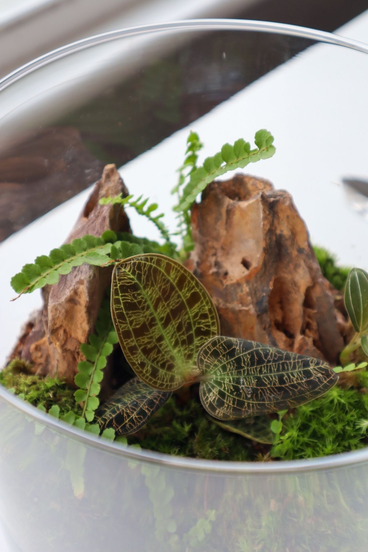 Jewel Orchid Terrarium with dragon stone and lightning jewel orchid.