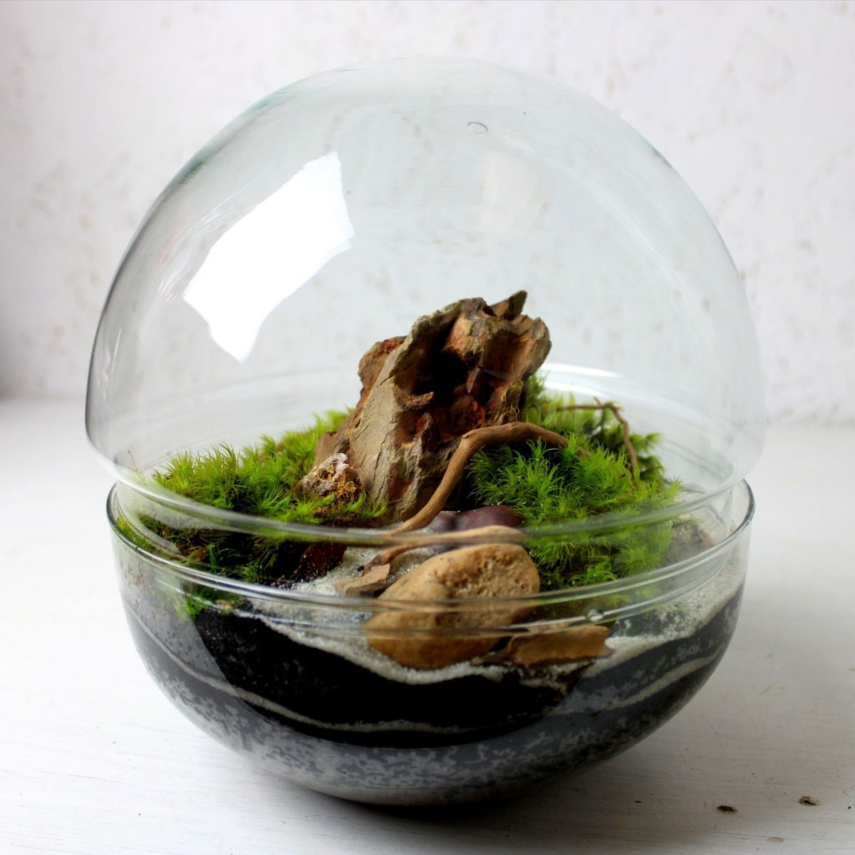 Moss terrarium with spiderwood and dragonstone