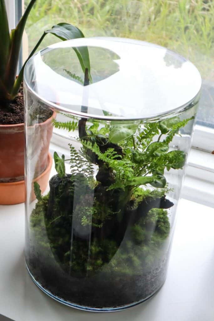 Fish Bowl Terrarium The Complete DIY Guide (& Where to Buy)
