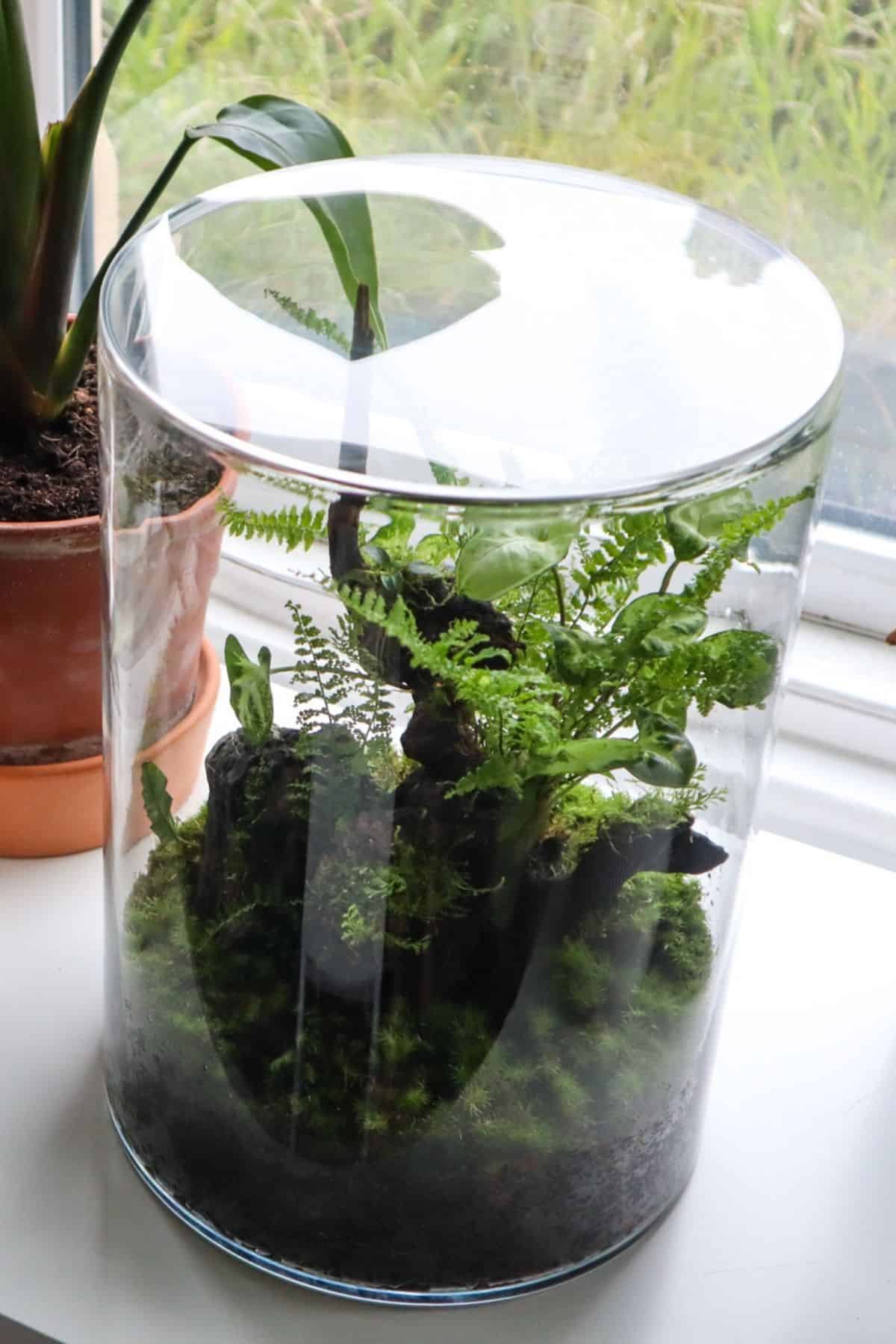 Tropical terrarium