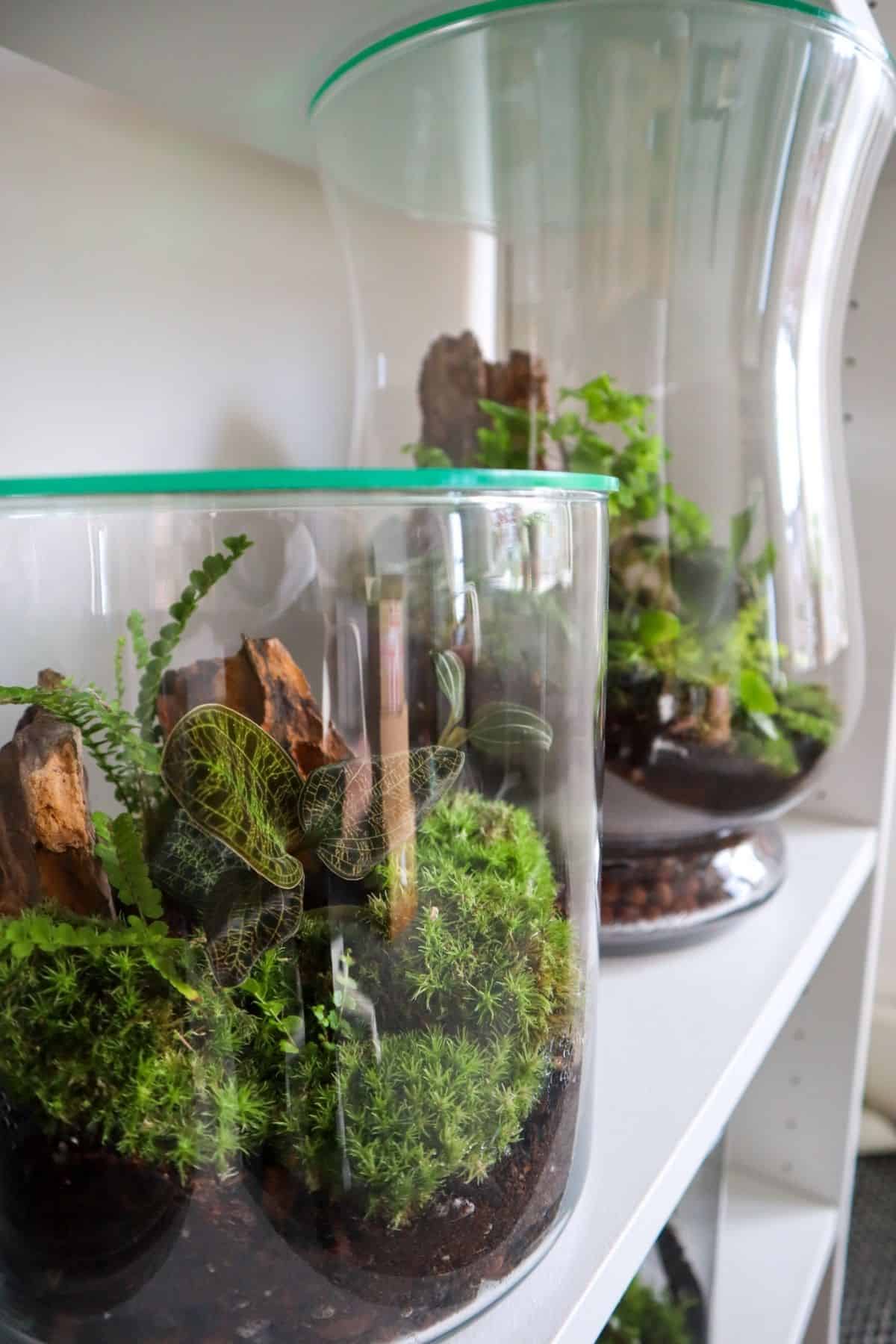 closed tropical terrariums on a shelf