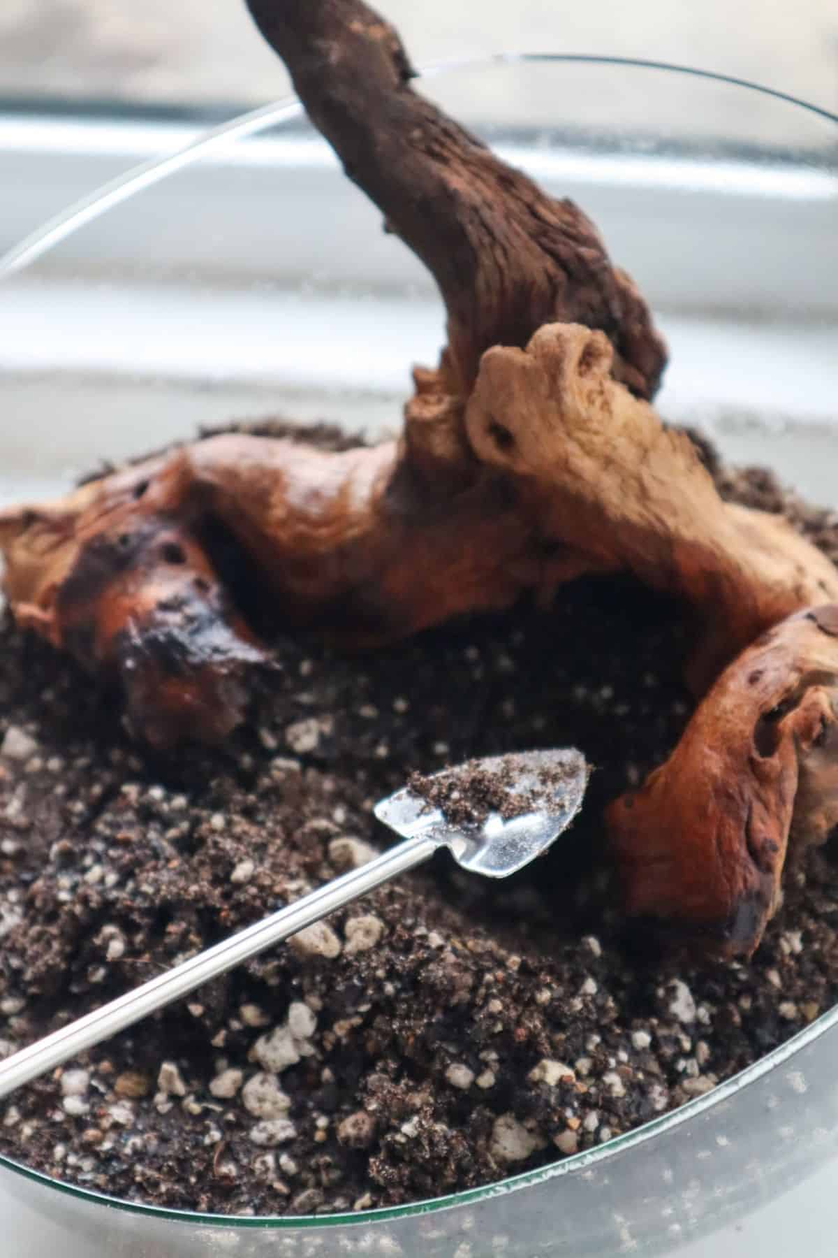 digging a hole in a succulent terrarium 