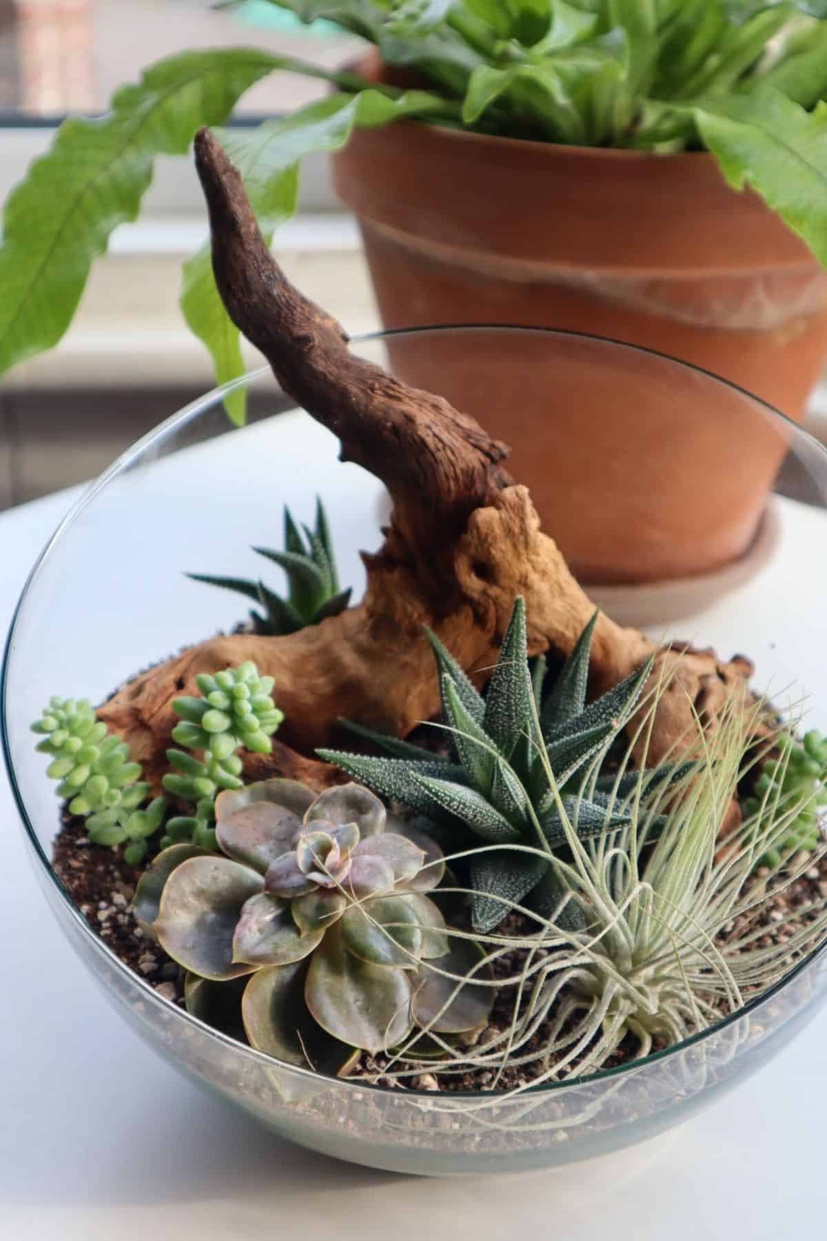 Fish bowl with store plant on top