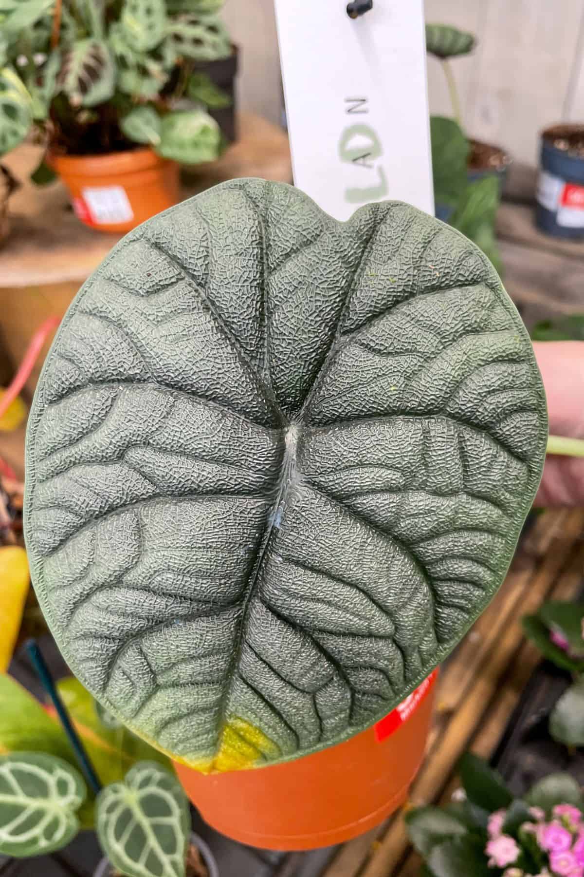 A gorgeous textured Alocasia melo leaf