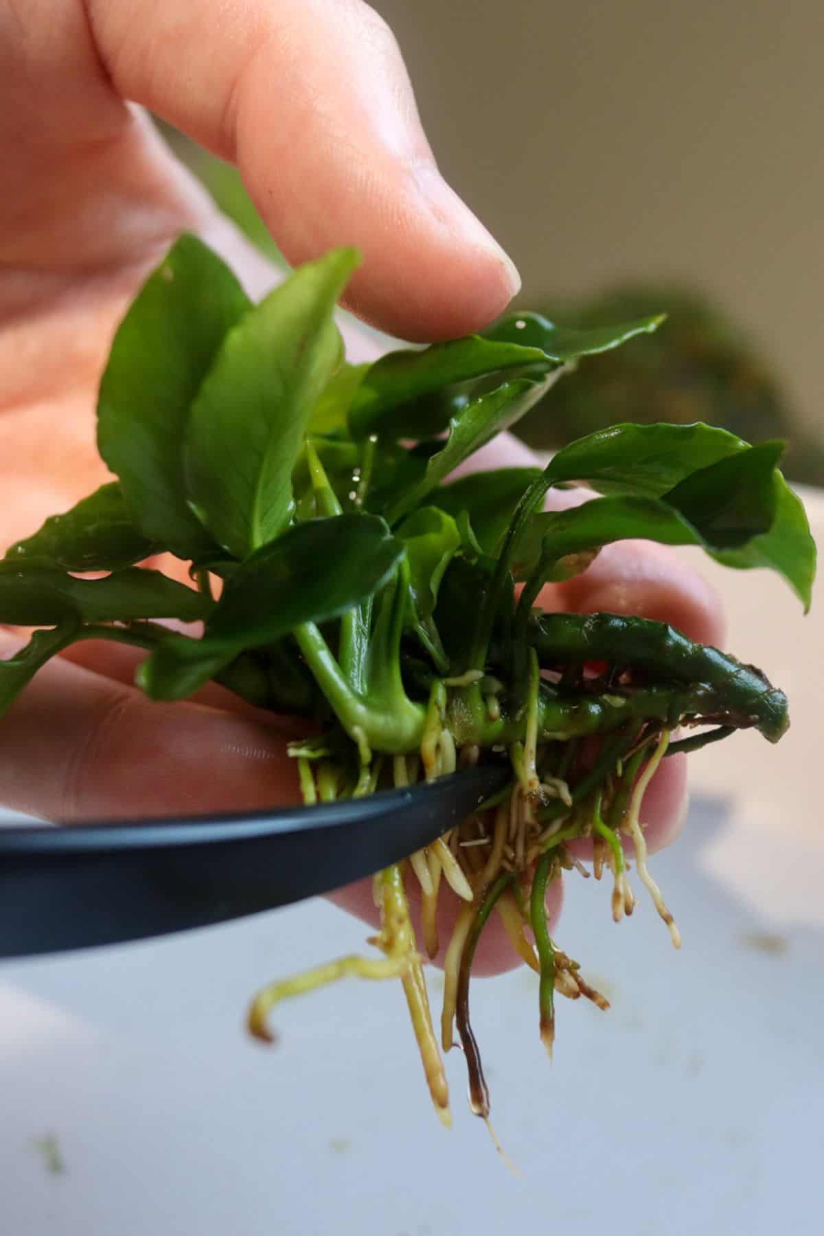 How to Grow (& Use) Dwarf Anubias Plants in Terrariums