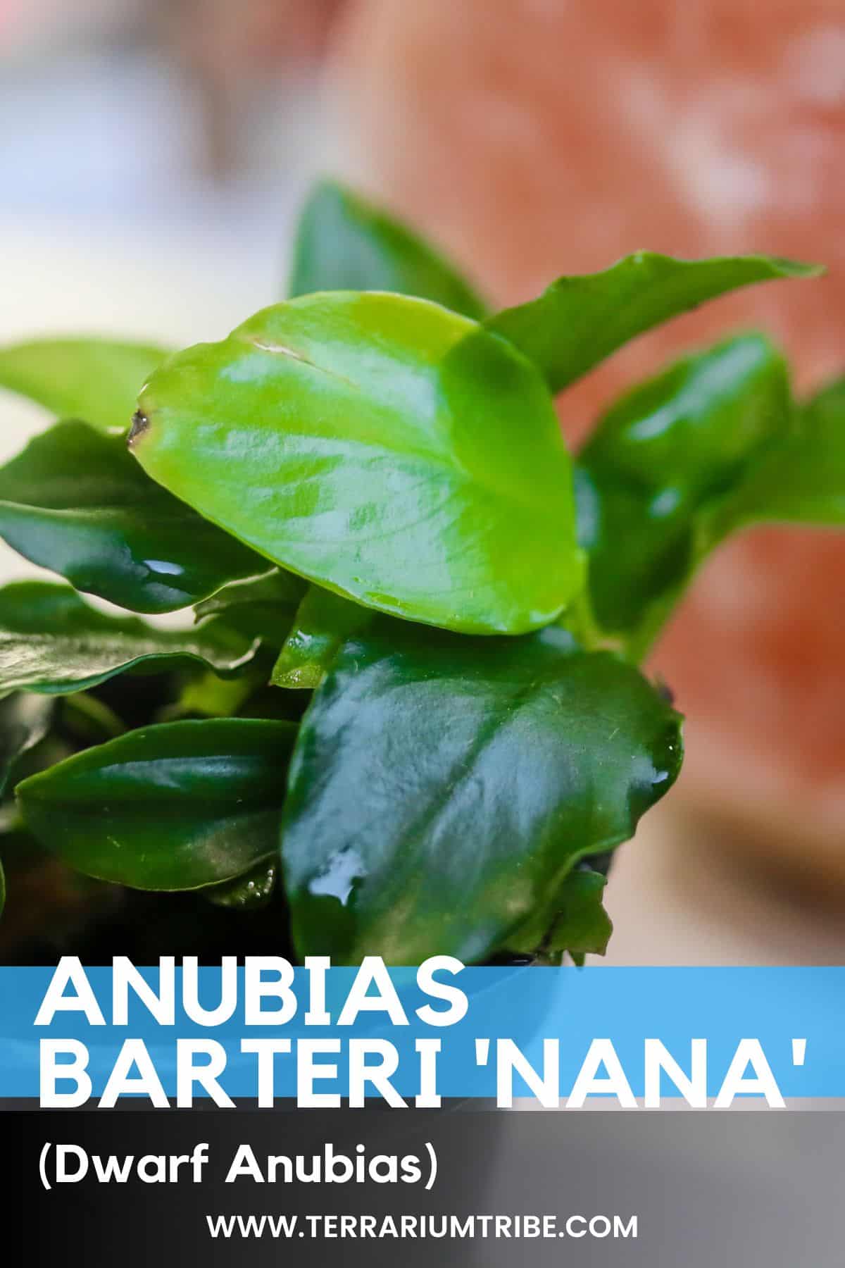 Anubias barteri var. nana (Dwarf Anubias)