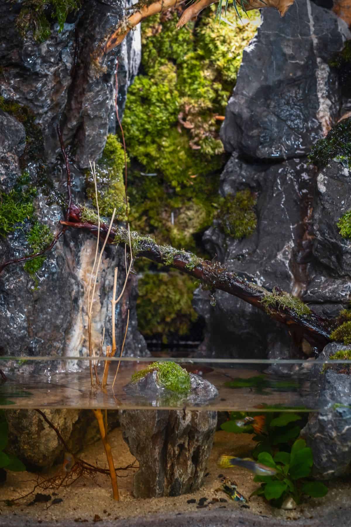 Cave / ravine in a paludarium