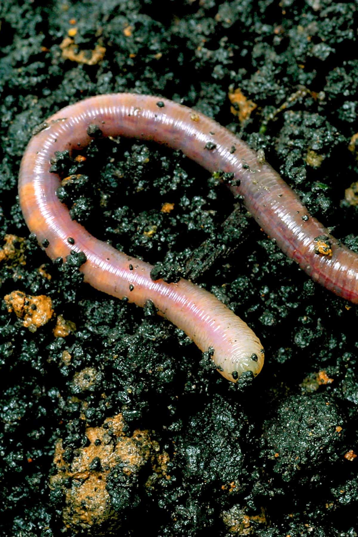 Desert Earthworm