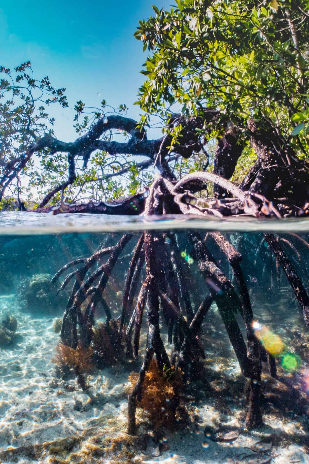 Mangrove forest 