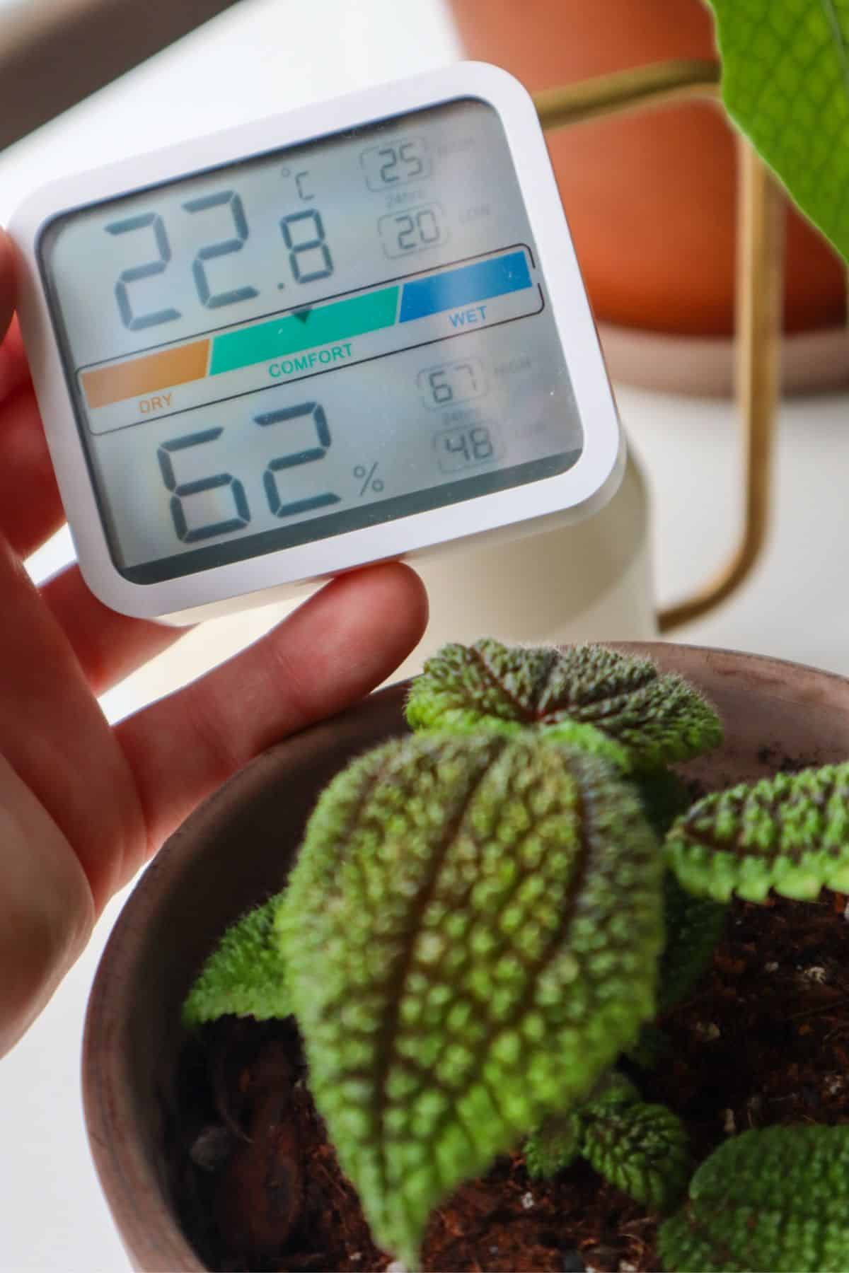 Moon Valley Pilea Mollis next to humidity meter