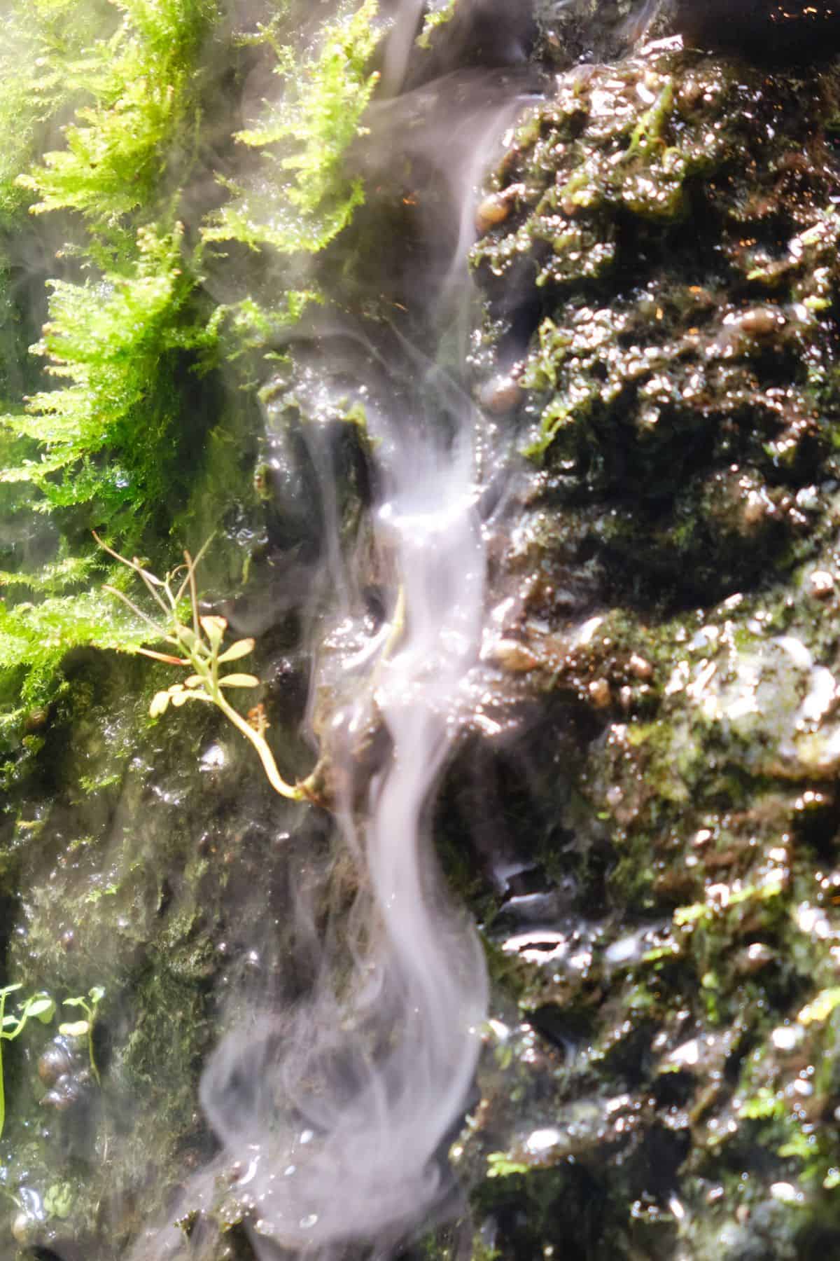 Fog waterfall in a paludarium