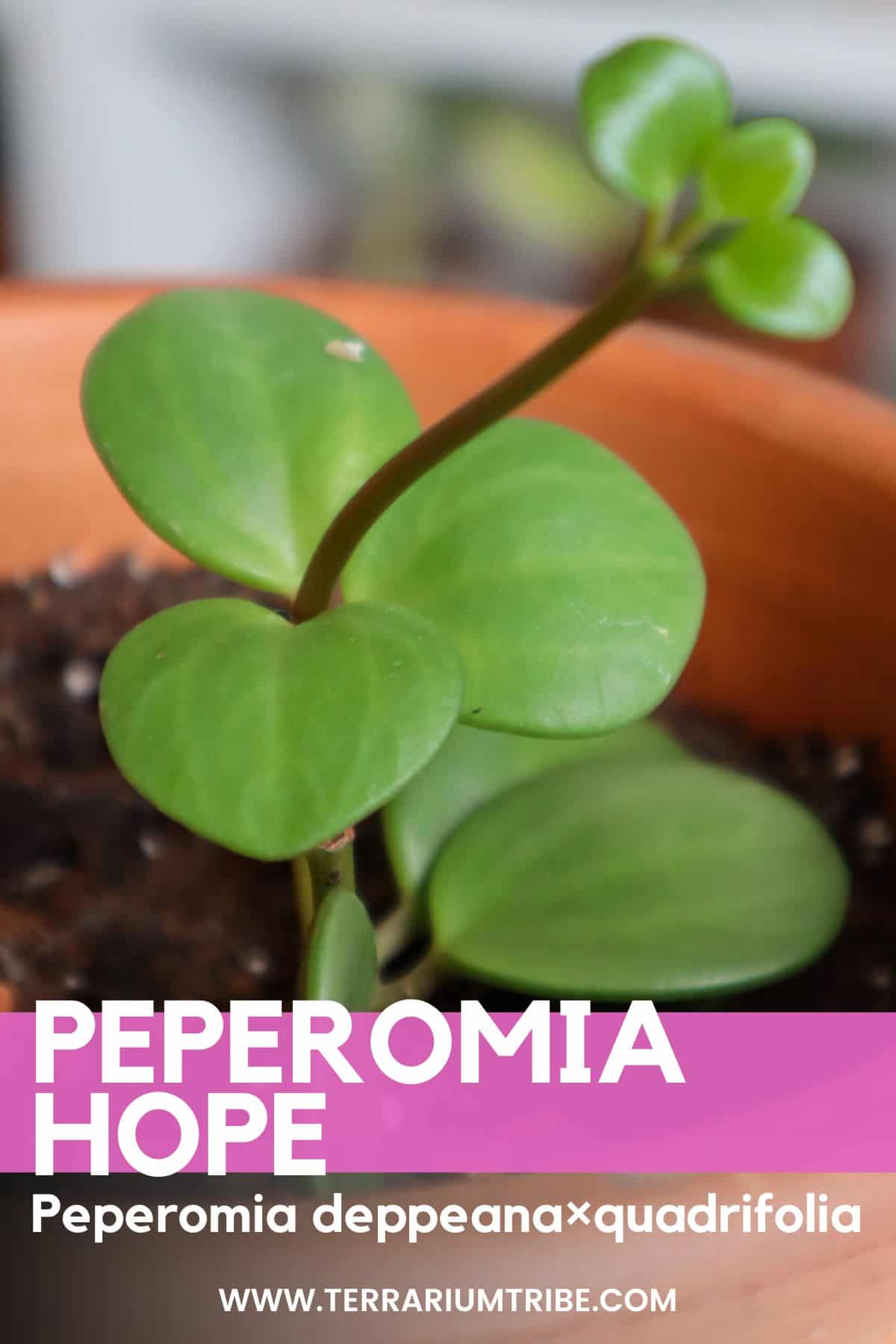 Been propagating cupid peperomia, I just noticed these leaves in