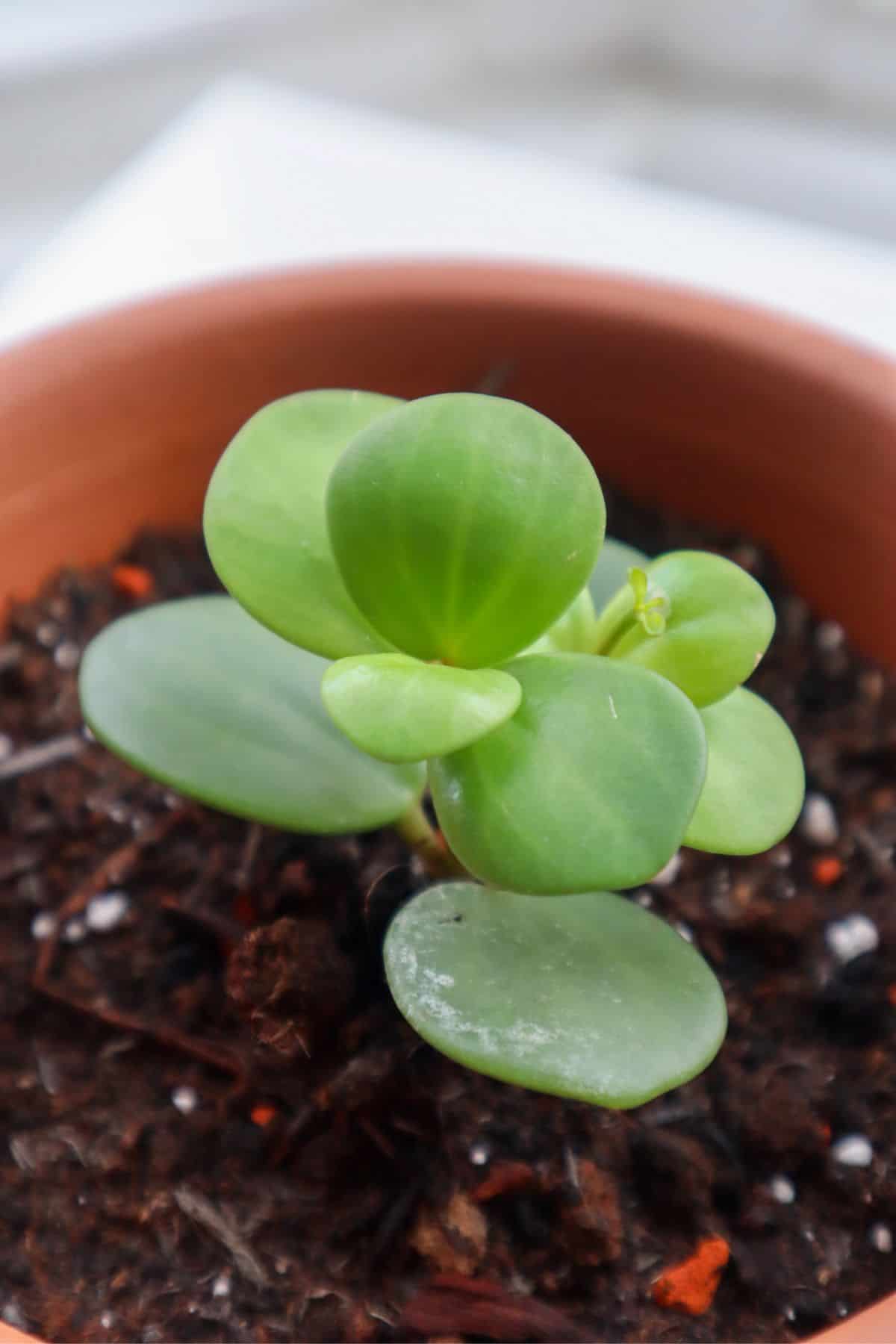 Peperomia Hope in a terracotta pot