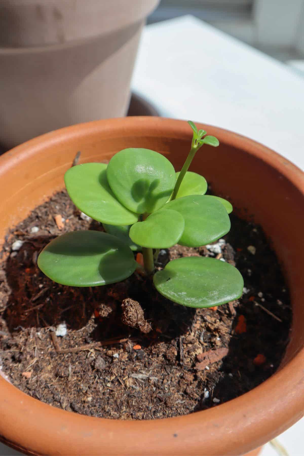 Peperomia Hope in bright light