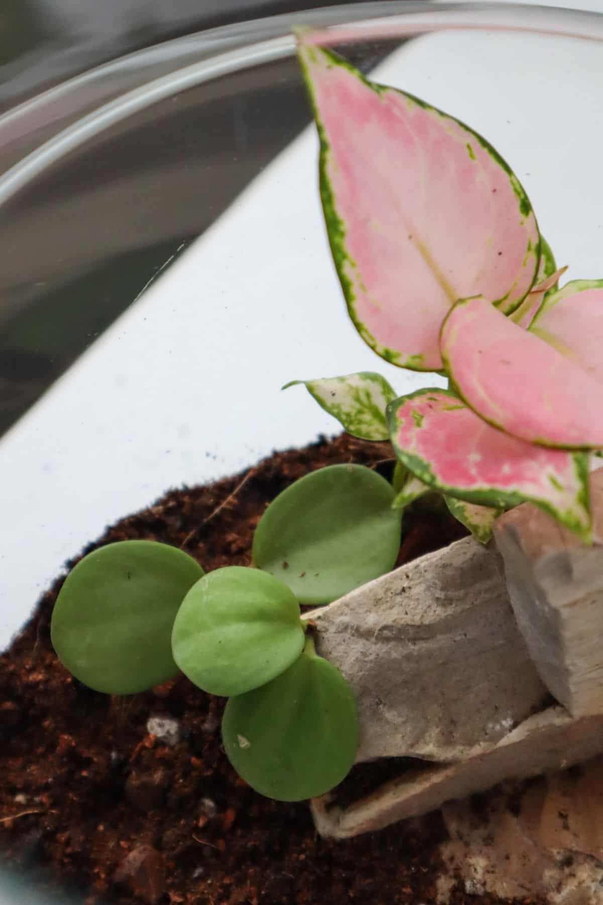 Peperomia Hope in terrarium