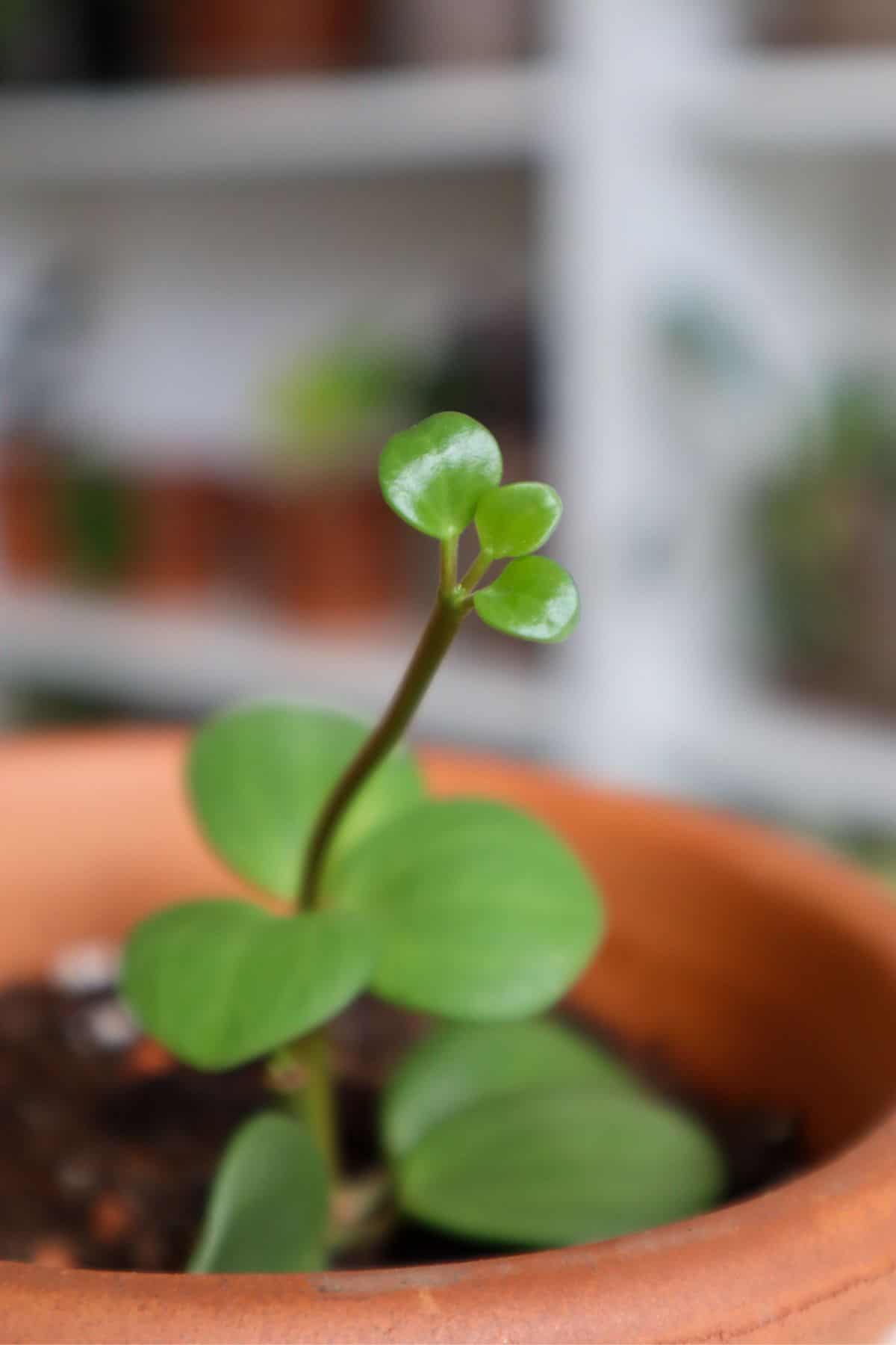 New growth on Peperomia Hope plant