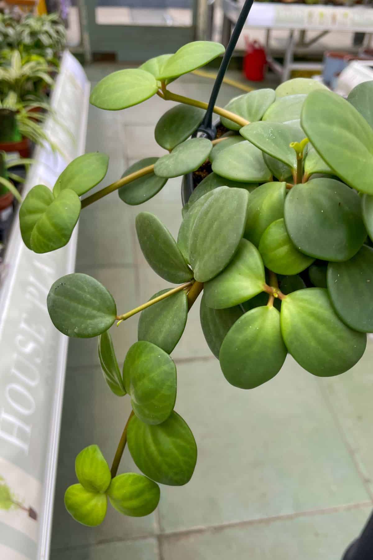 vining mature Peperomia Hope