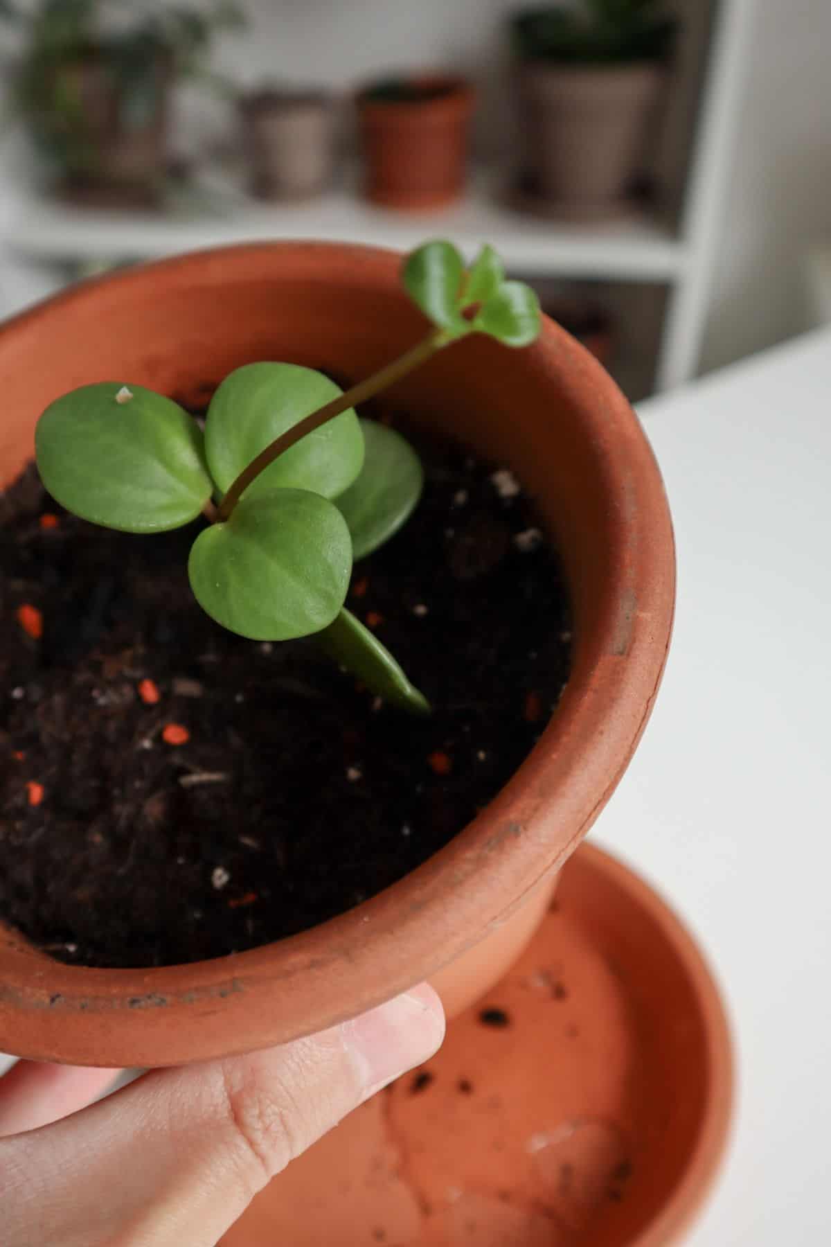 Peperomia Hope watering