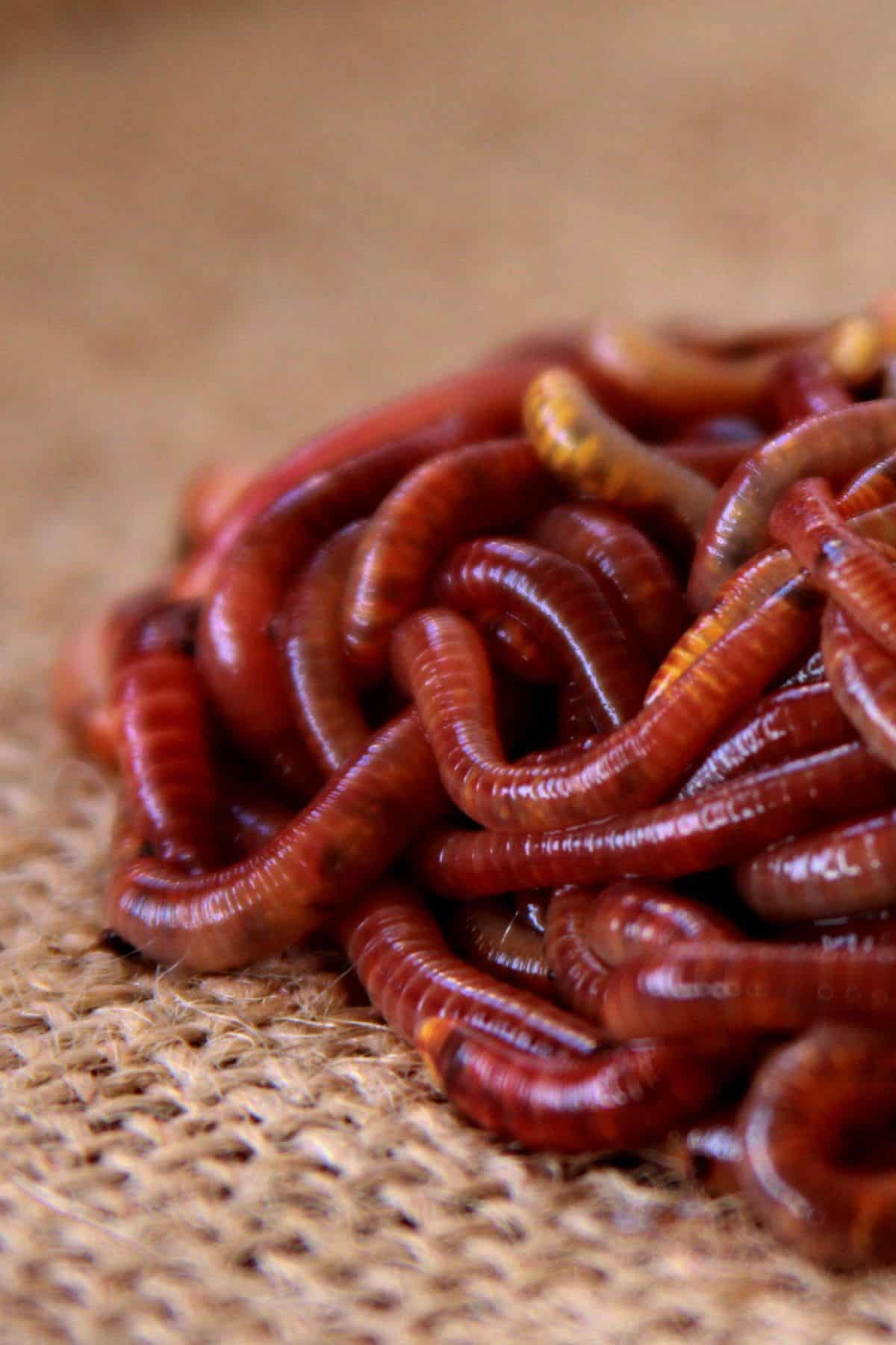 Using Red Wiggler worms as fishing worms - HubPages