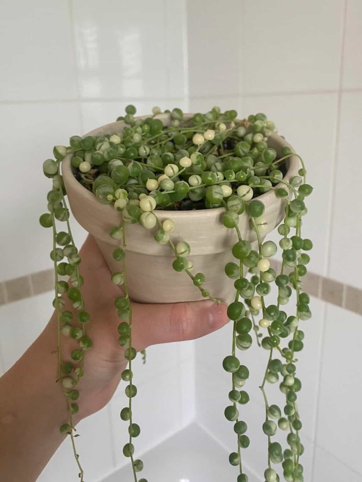 Succulents for Terrariums 7 Top Picks (and How to Use Them)