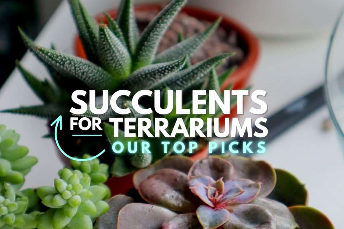 Succulents for Terrariums