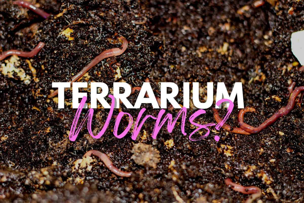 Terrarium Worms - 4 Bioactive Candidates (And Their Uses) - Terrarium Tribe