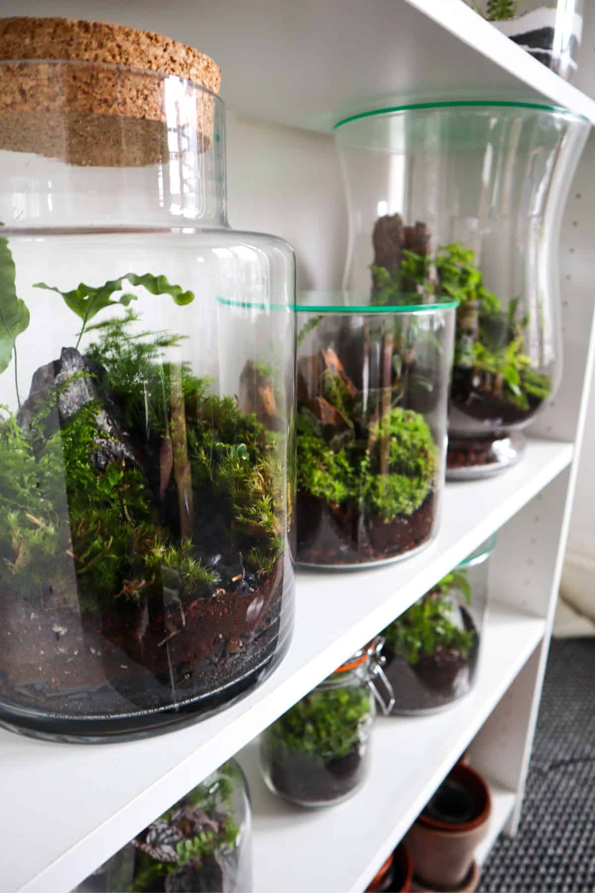 Terrariums on shelves