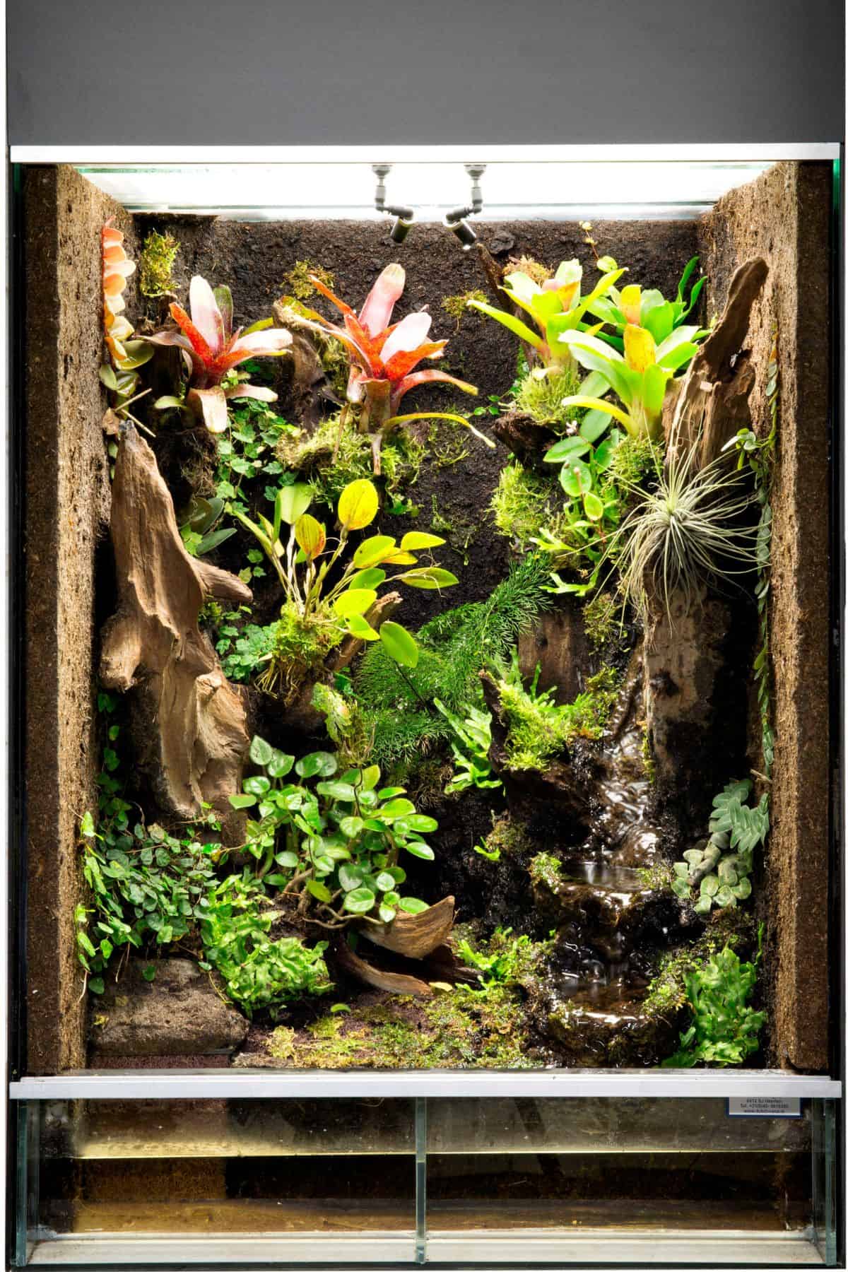 Rainforest paludarium