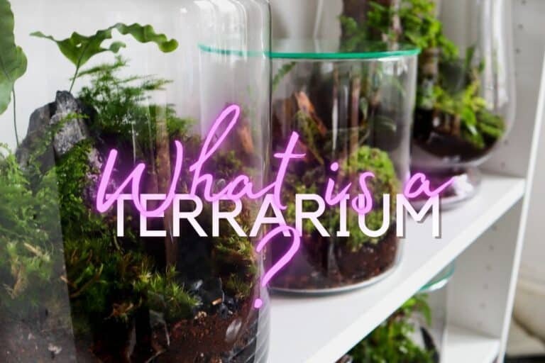 Terrariums on a shelf with the text "what is a terrarium"