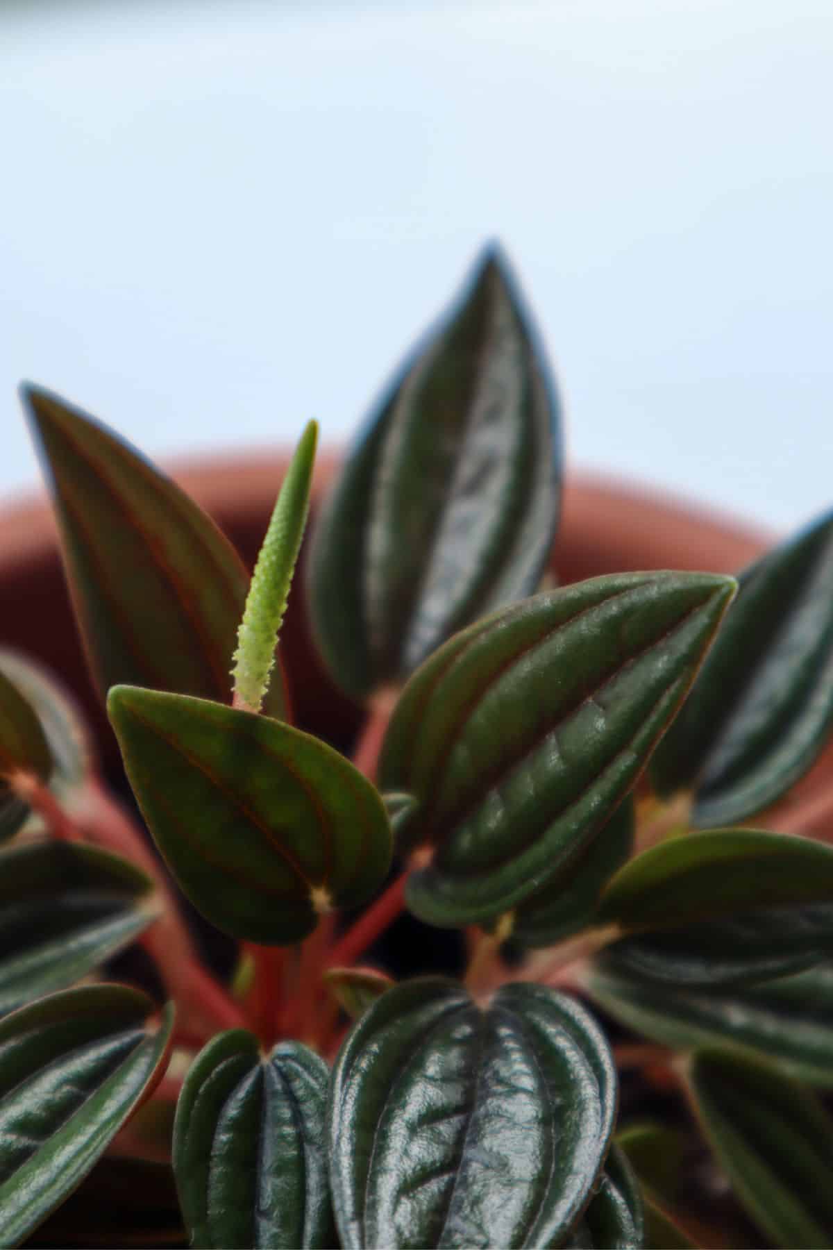 flowering Peperomia Rosso