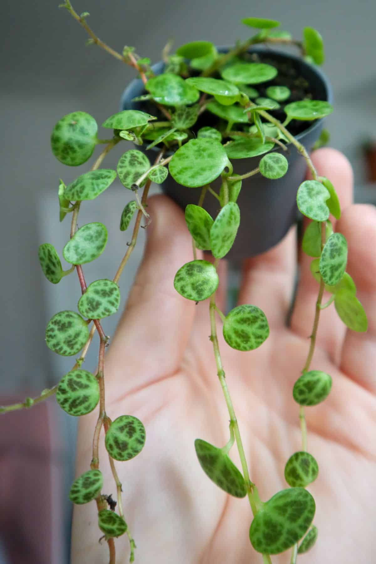 vining String of Turtles plant