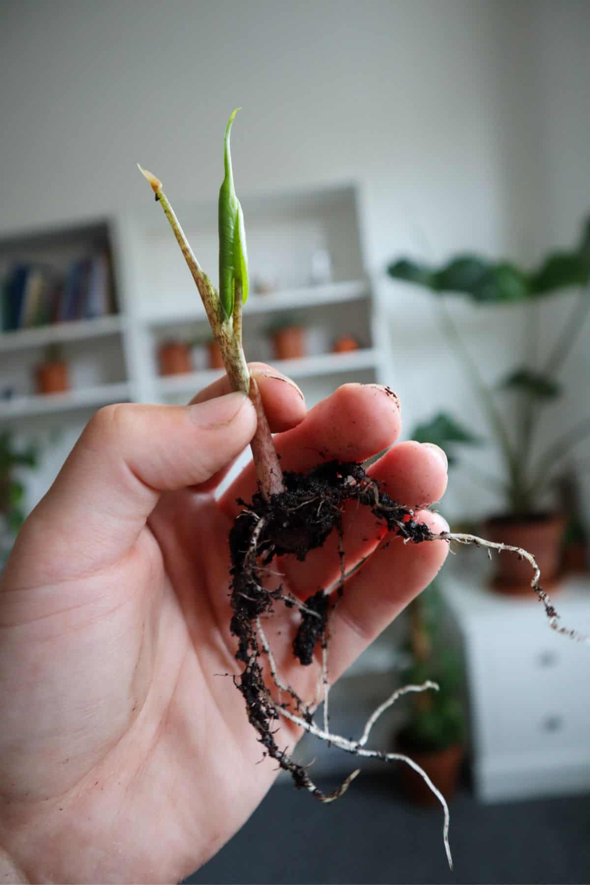 Baby Alocasia grown from a corm