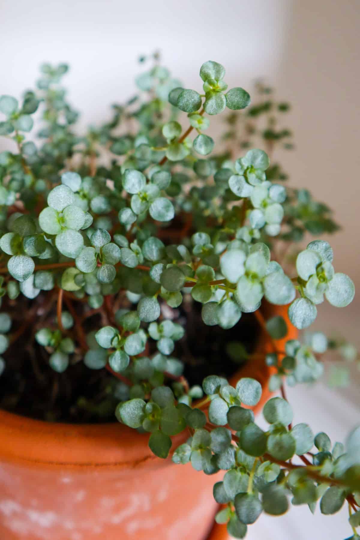 Bushy pilea glauca foliage