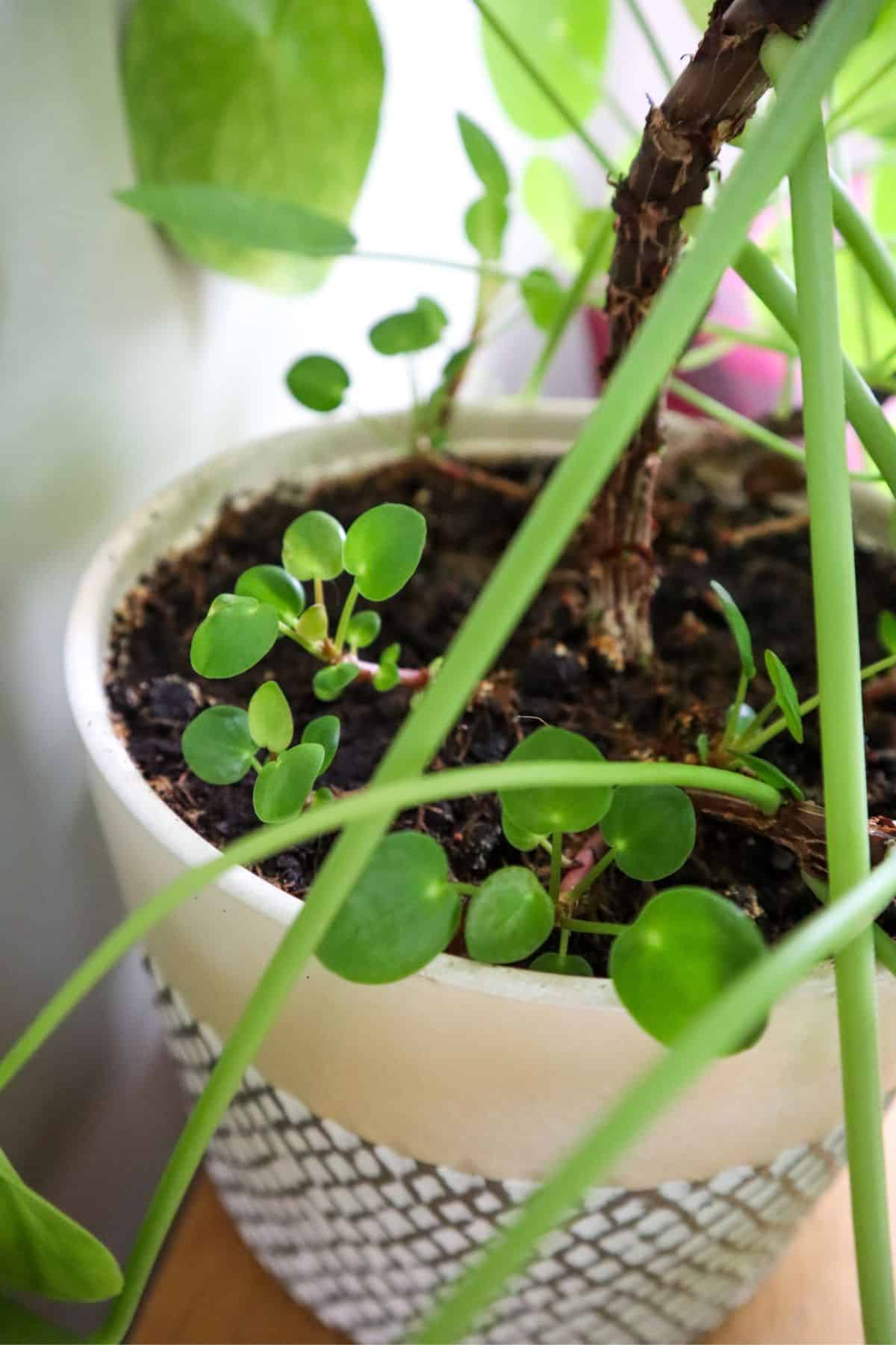 Chinese money plant pups growing at the base