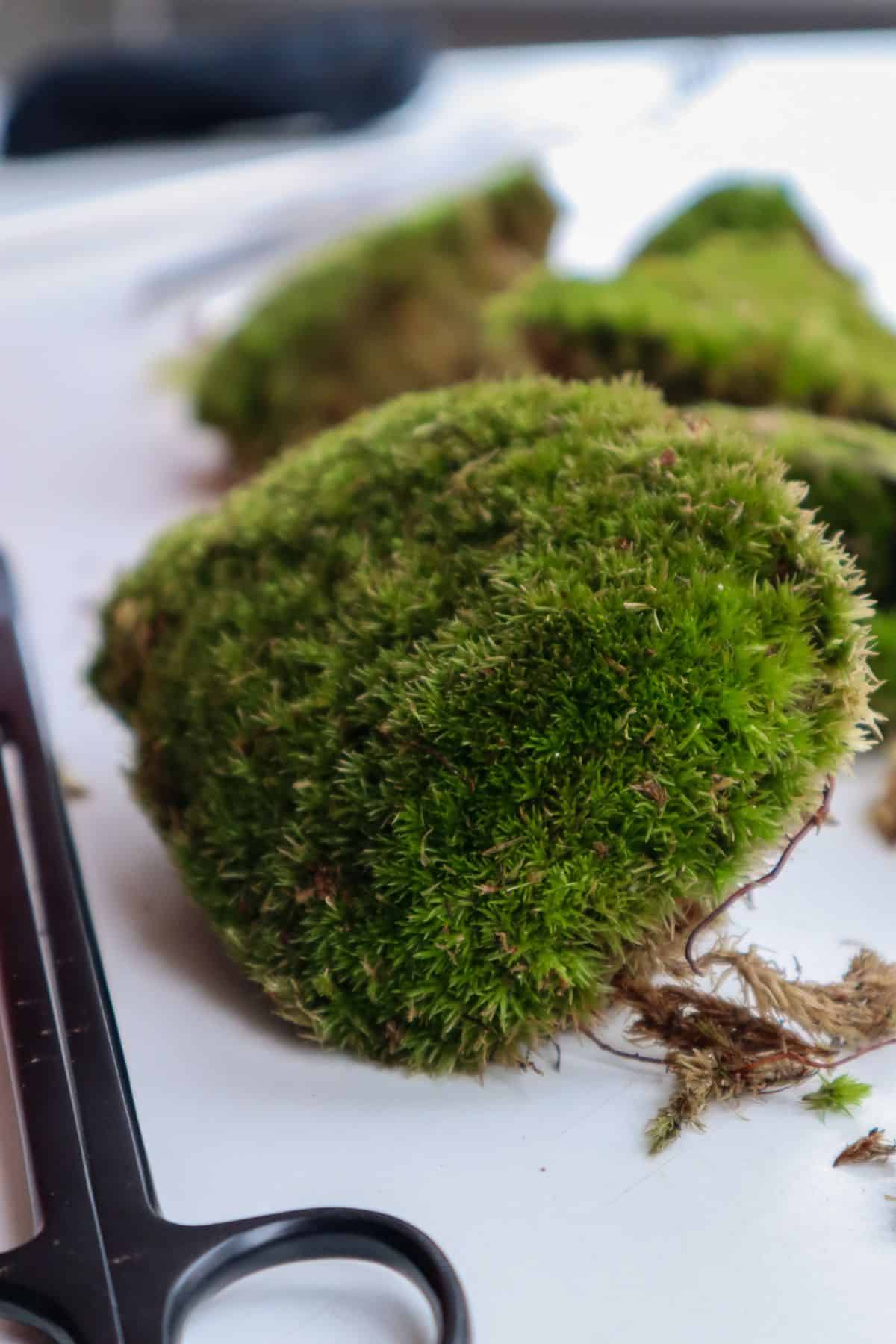 Cushion moss mounds on a white table