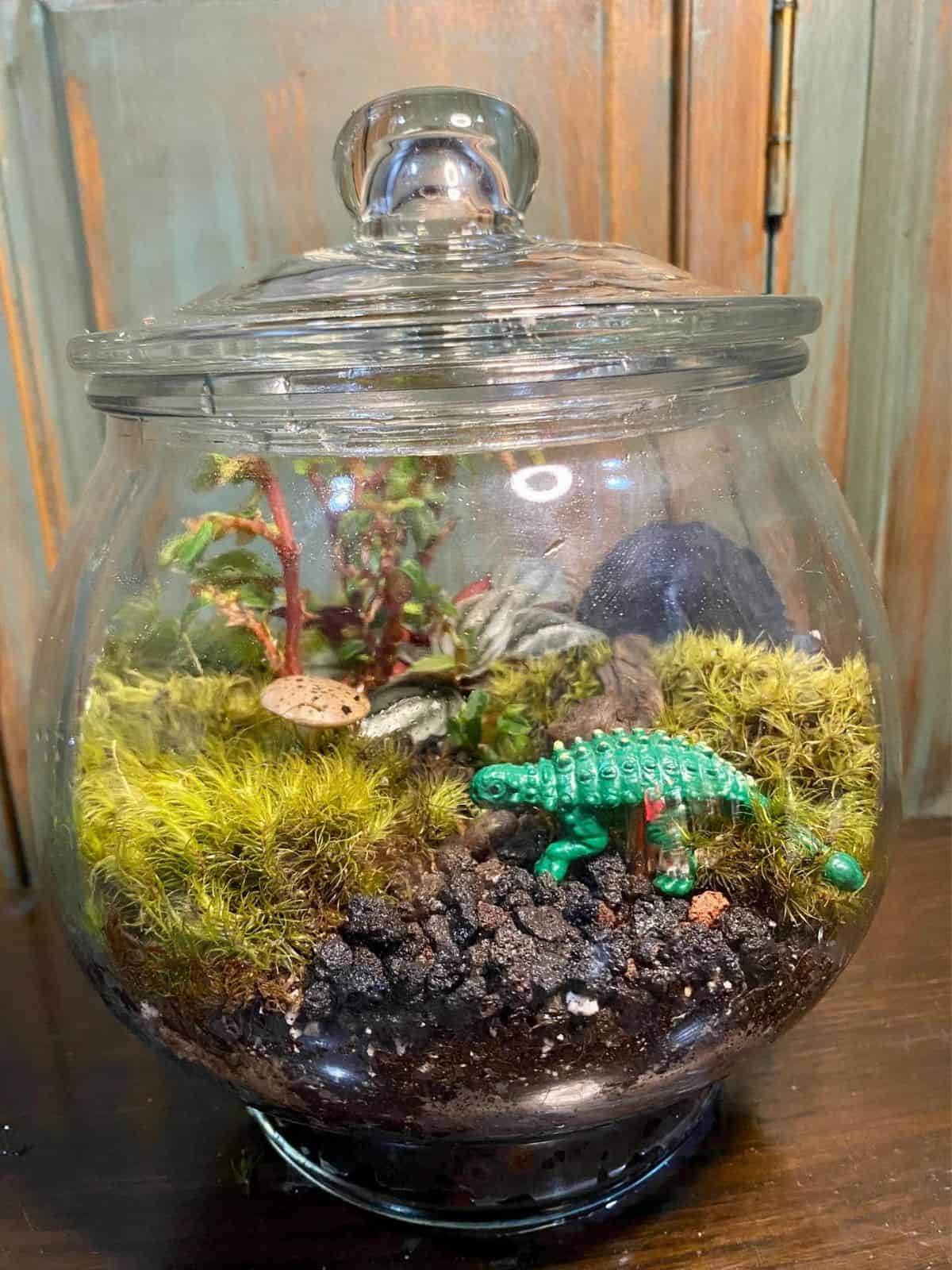 Kit DIY Terrarium 2