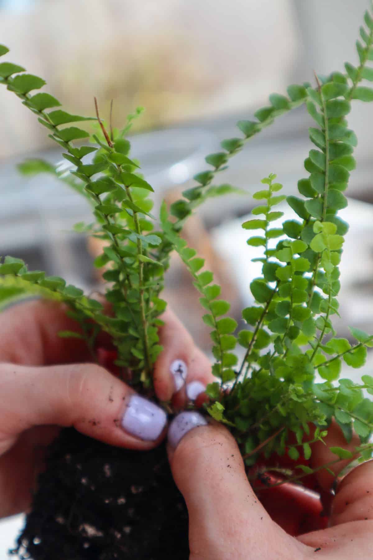 Dividing a Lemon Button Fern