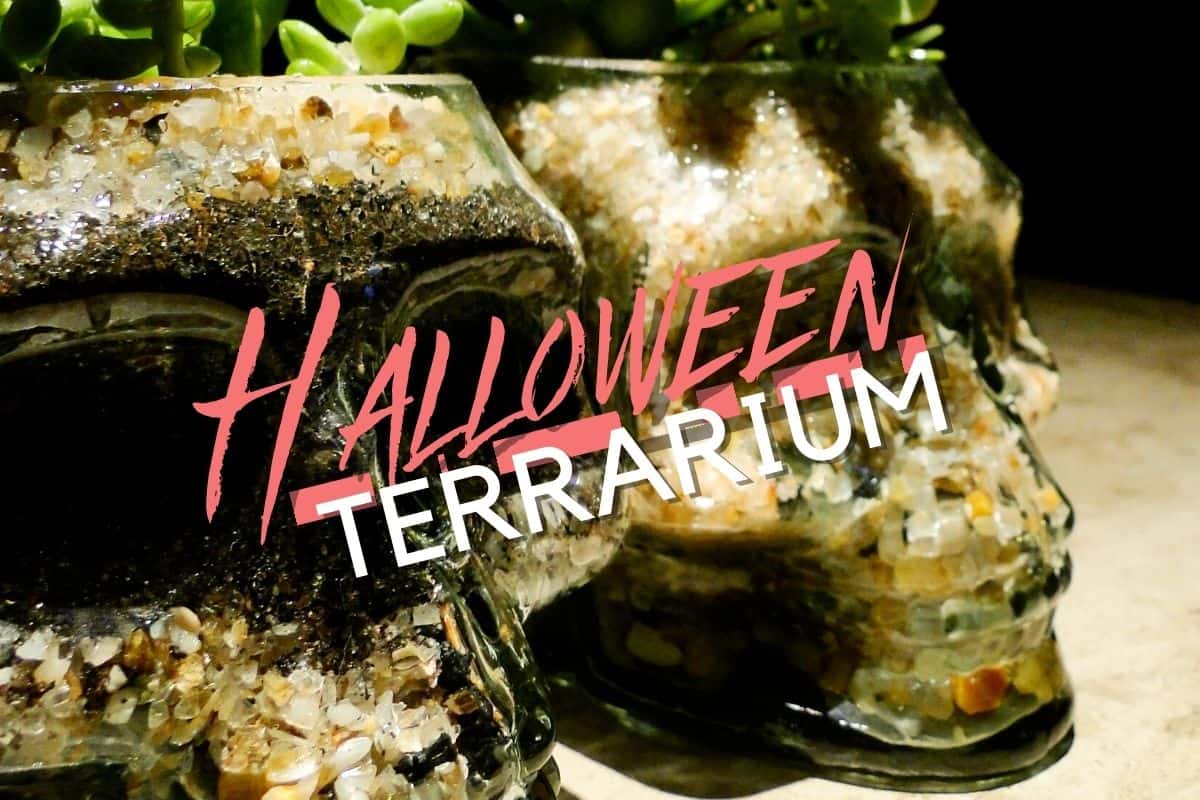 Halloween Ghosts Terrarium Kit 7 Air Plant Terrarium -   Halloween  crafts decorations, Halloween fairy, Halloween displays