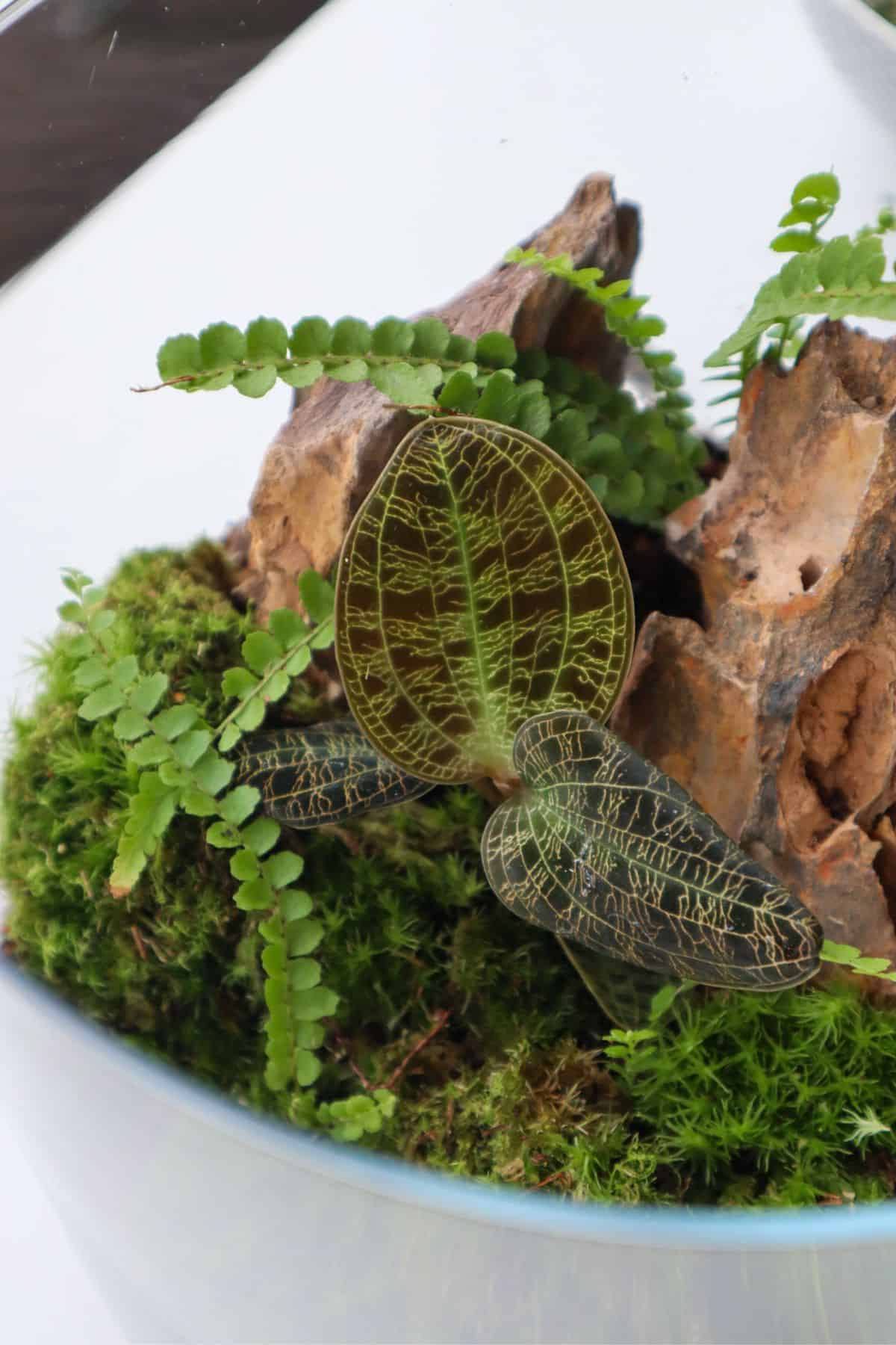 maidenhair fern terrarium