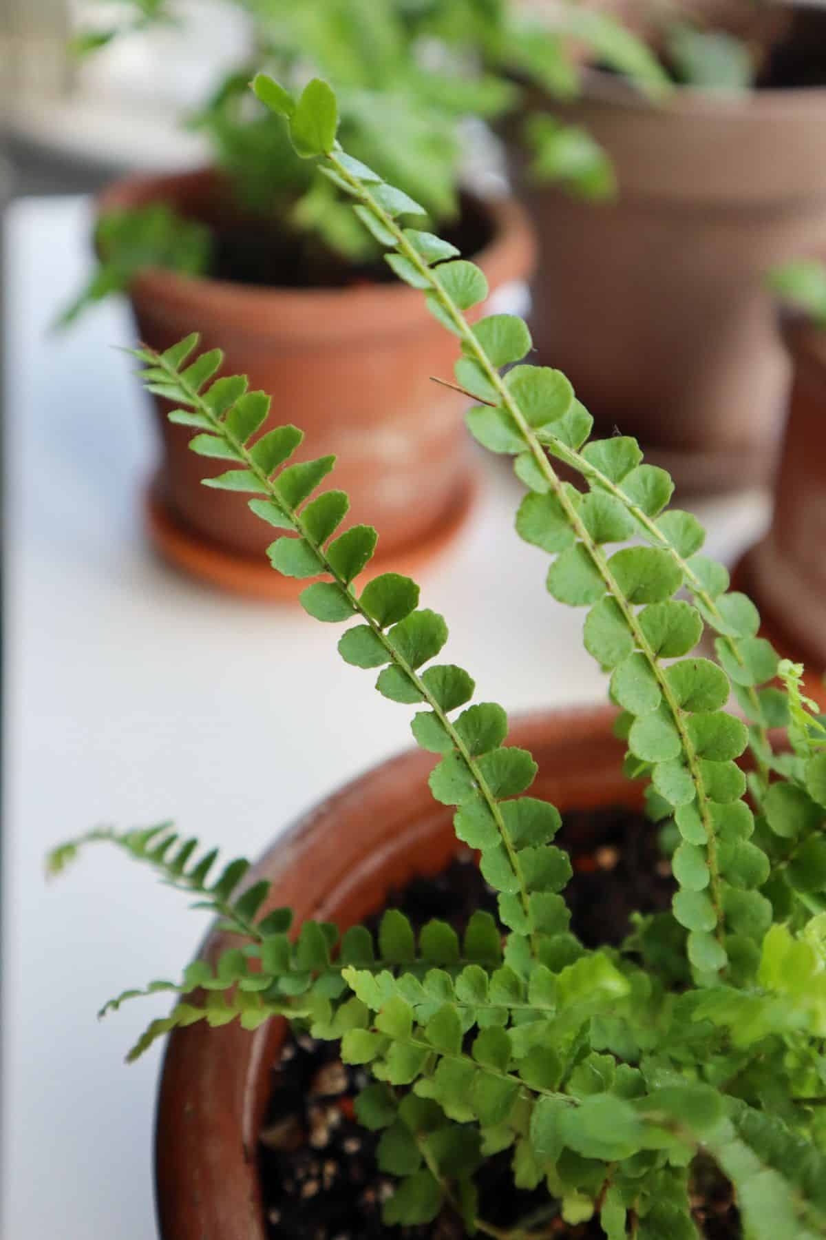 The fronds of a lemon button fern