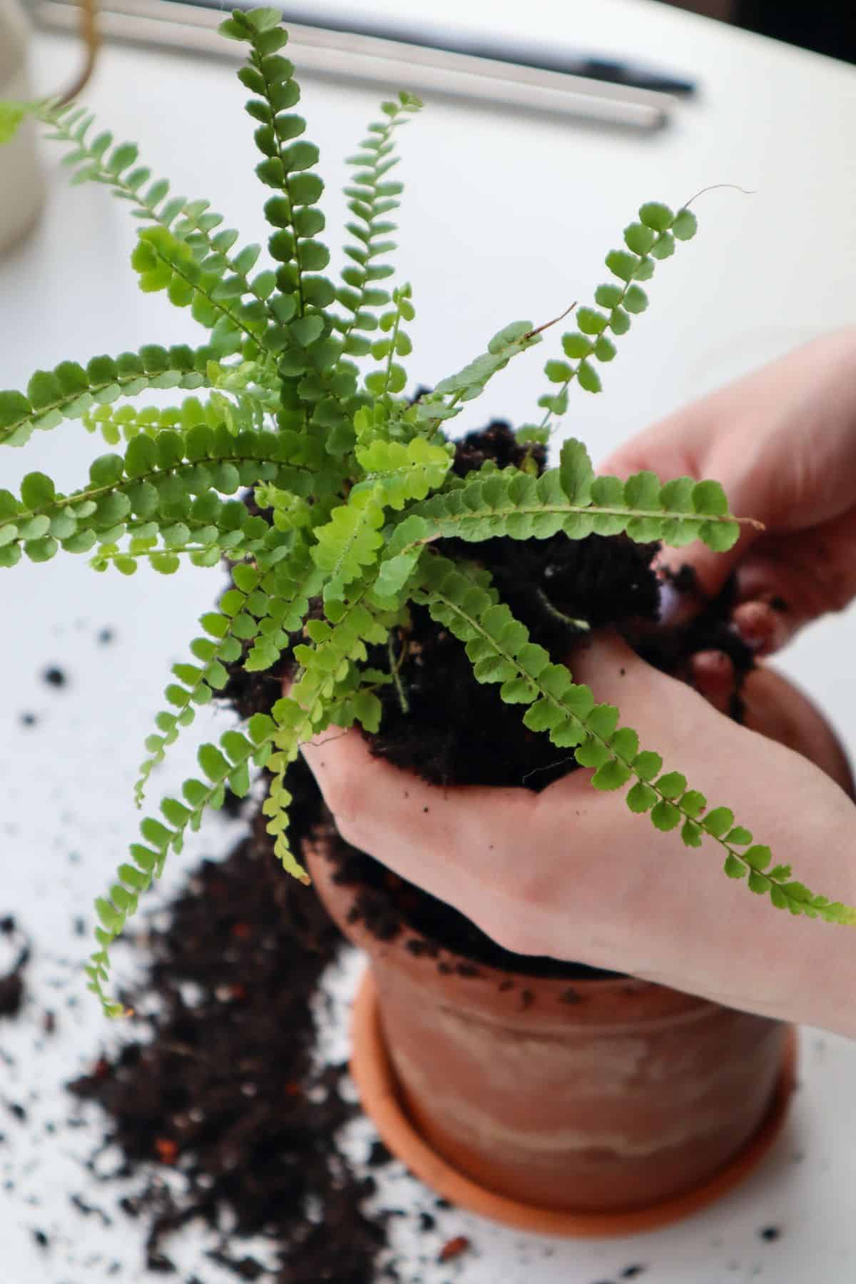 Lemon Button Fern