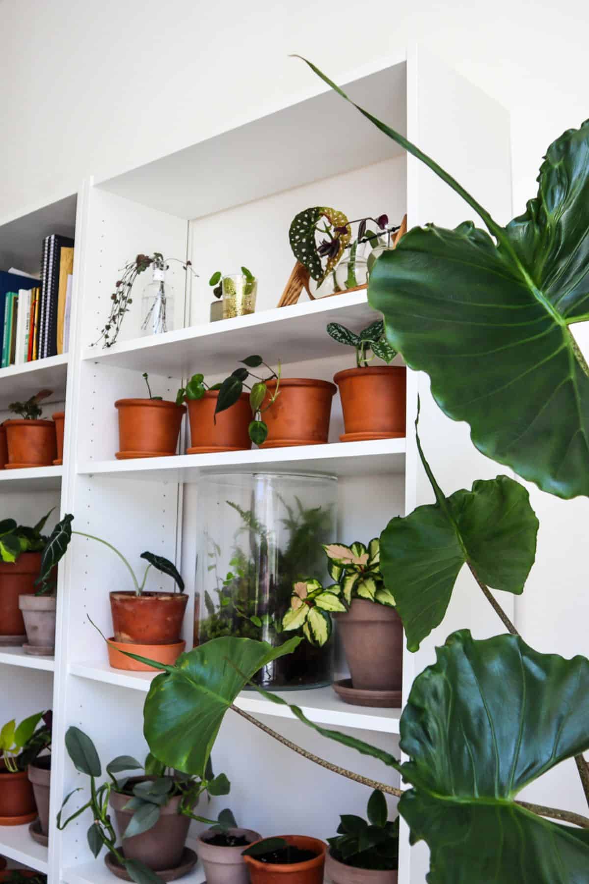 Lifestyle shot - Potted plants on shelves