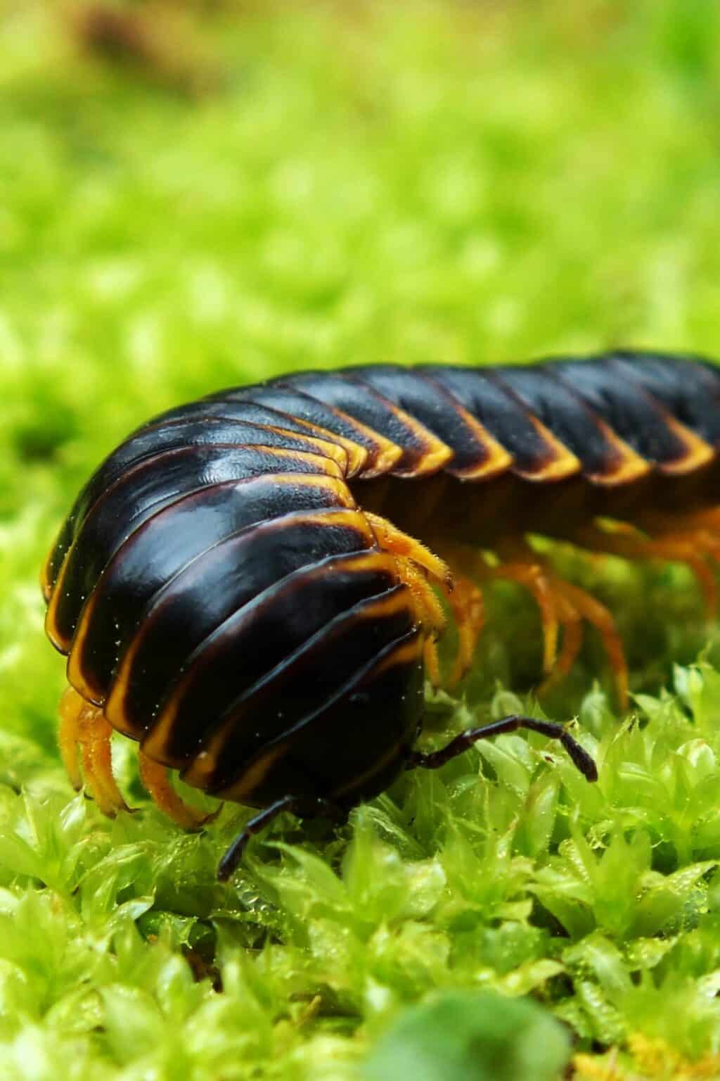 The Best (& Worst) Terrarium Insects and Bugs 12+ Species