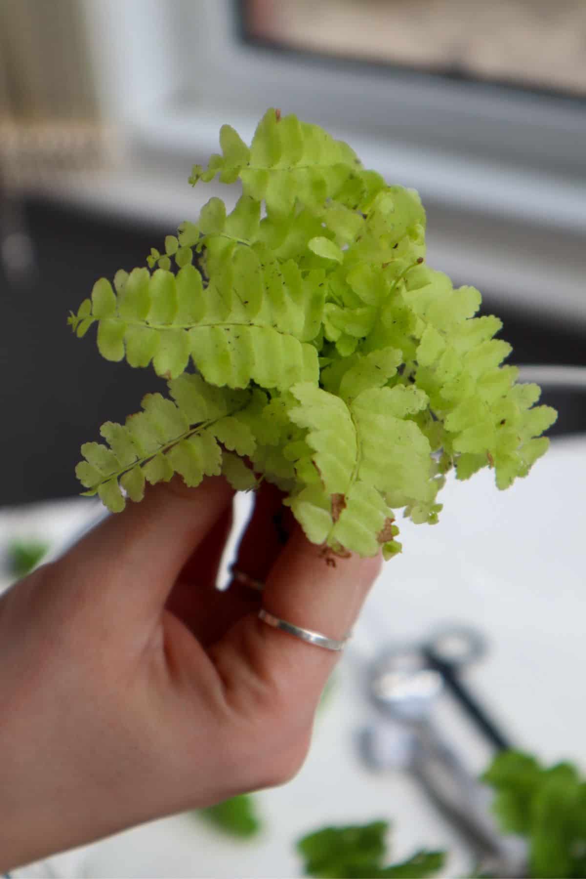  Nephrolepis exaltata 'Blonde' foliage