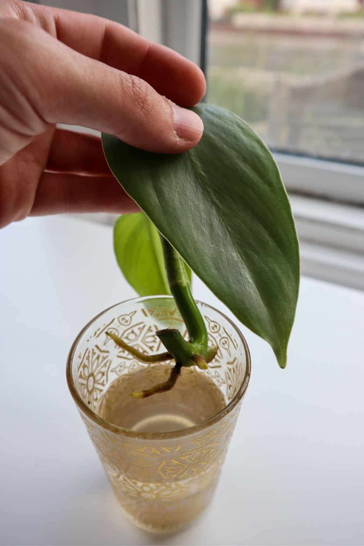 Philodendron silver sword propagation in water