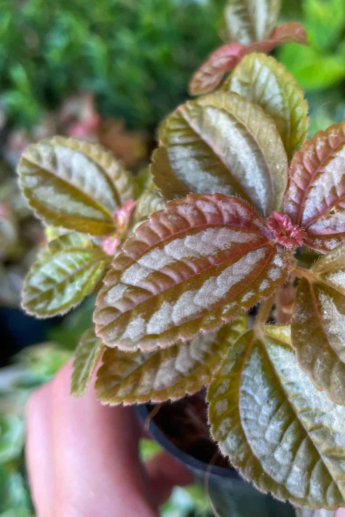 Pilea involucrata leaves up close 