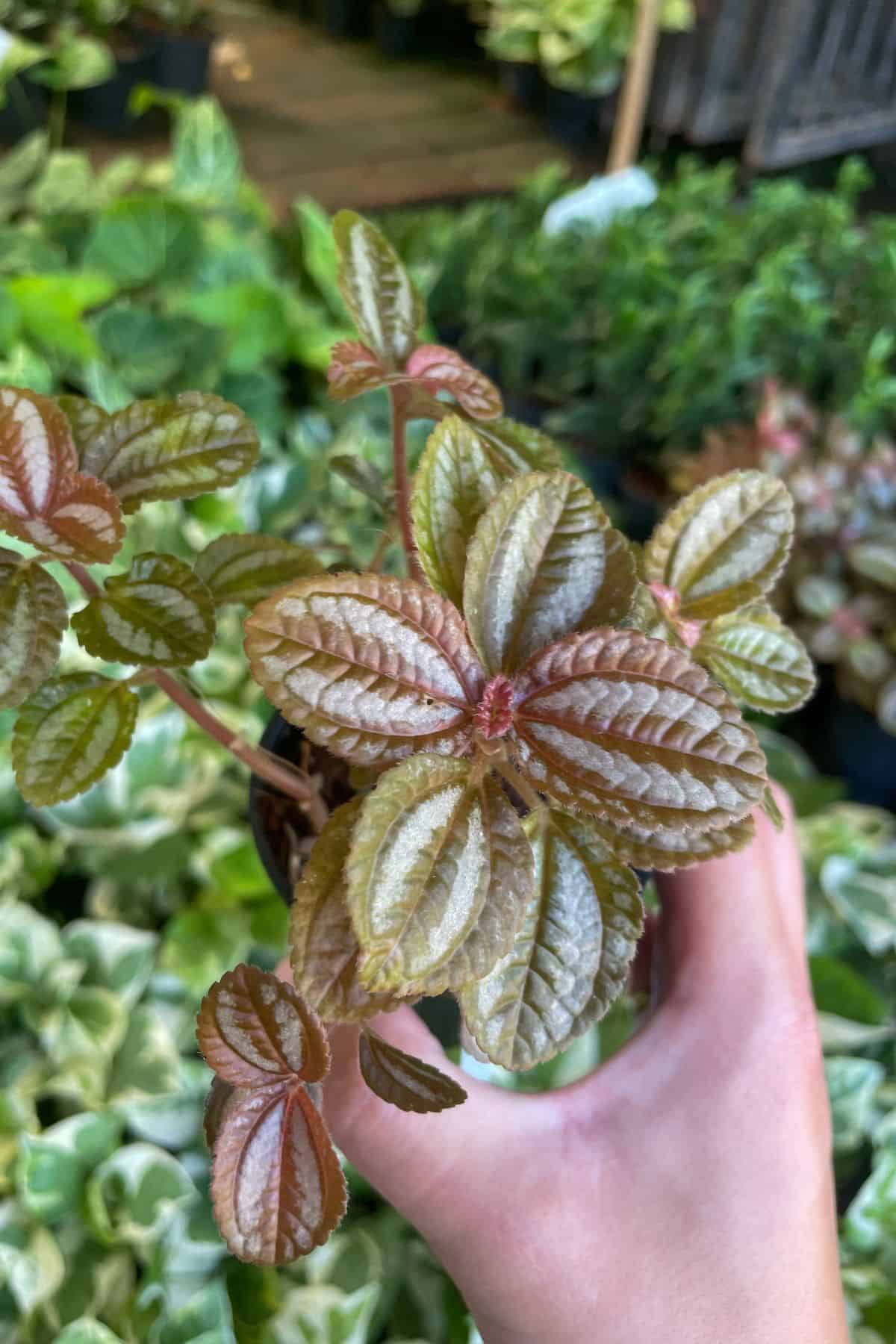 Pilea involucrata potted up close 