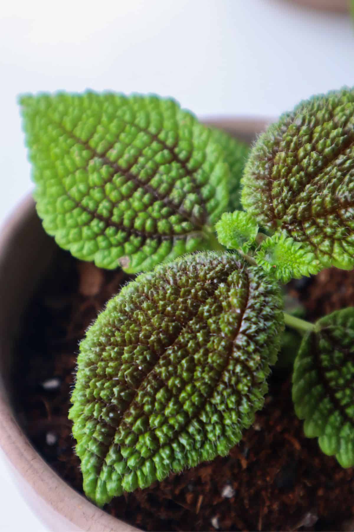 The moon valley pilea leaves up close