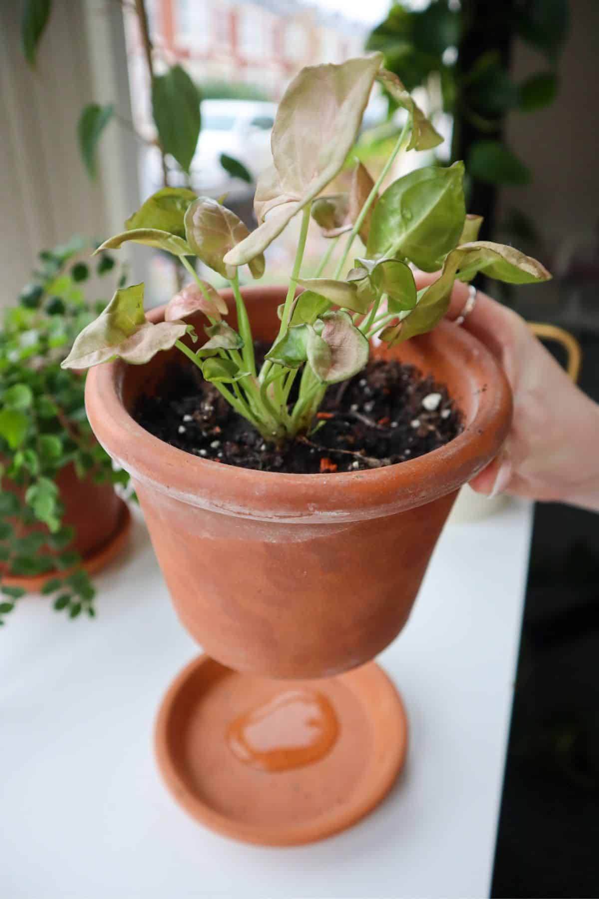 Pink syngonium watering in a pot