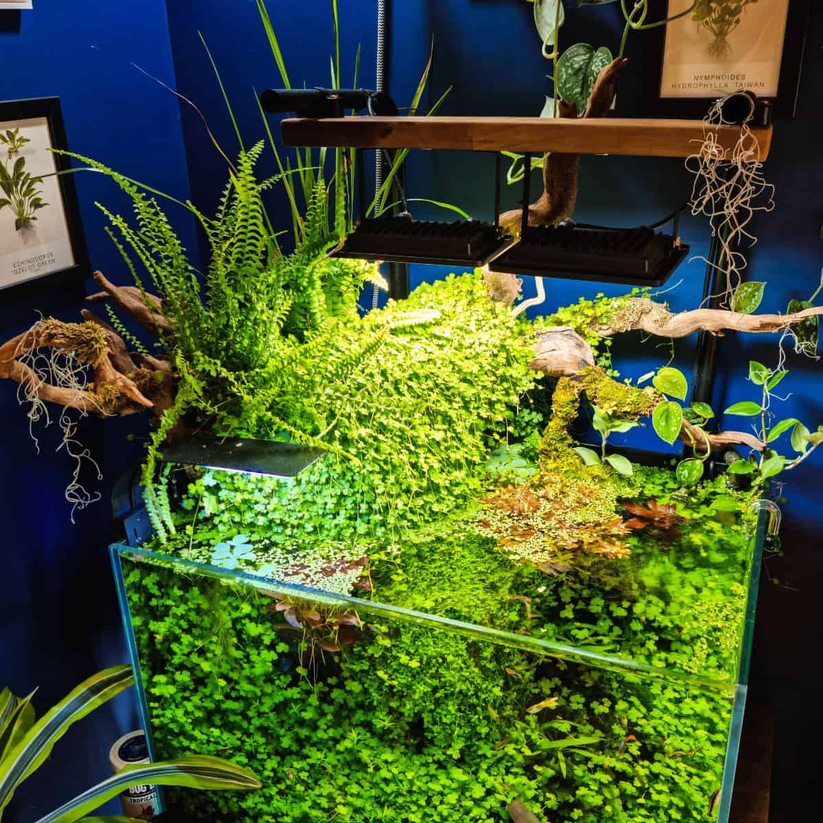 Riparium overflowing with Hydrocotyle tripartita